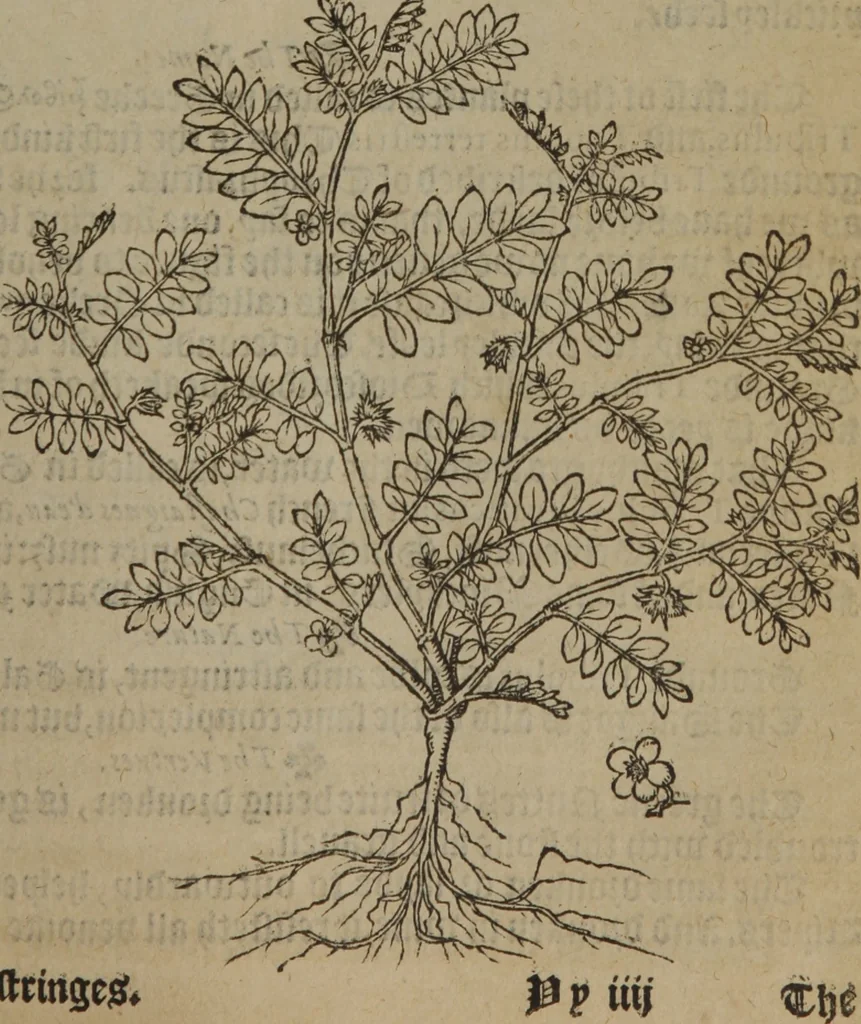 An illustration from A nievve herball, or Historie of plantes : wherein is contayned the whole discourse and perfect description of all sortes of herbes and plantes : their divers & sundry kindes ... and that not onely of those whiche are here growyng in this our countrie of Englande, but of all others also of forrayne realmes commonly used in physicke ; first set foorth in the Doutche or Almaigne tongue, 1578, leaf 562