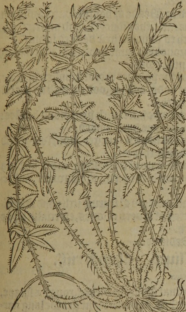 An illustration from A nievve herball, or Historie of plantes : wherein is contayned the whole discourse and perfect description of all sortes of herbes and plantes : their divers & sundry kindes ... and that not onely of those whiche are here growyng in this our countrie of Englande, but of all others also of forrayne realmes commonly used in physicke ; first set foorth in the Doutche or Almaigne tongue, 1578, leaf 564