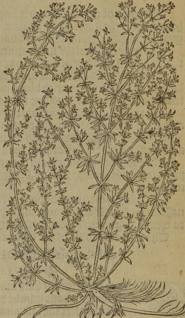 An illustration from A nievve herball, or Historie of plantes : wherein is contayned the whole discourse and perfect description of all sortes of herbes and plantes : their divers & sundry kindes ... and that not onely of those whiche are here growyng in this our countrie of Englande, but of all others also of forrayne realmes commonly used in physicke ; first set foorth in the Doutche or Almaigne tongue, 1578, leaf 564