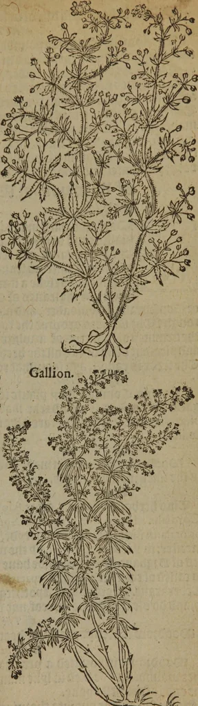 An illustration from A nievve herball, or Historie of plantes : wherein is contayned the whole discourse and perfect description of all sortes of herbes and plantes : their divers & sundry kindes ... and that not onely of those whiche are here growyng in this our countrie of Englande, but of all others also of forrayne realmes commonly used in physicke ; first set foorth in the Doutche or Almaigne tongue, 1578, leaf 566