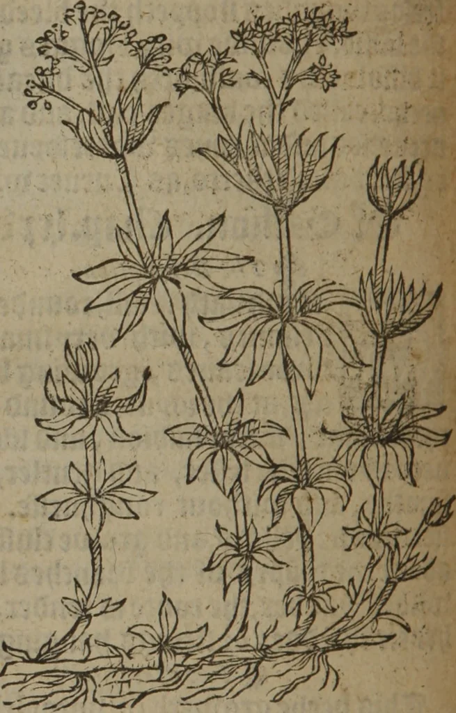 An illustration from A nievve herball, or Historie of plantes : wherein is contayned the whole discourse and perfect description of all sortes of herbes and plantes : their divers & sundry kindes ... and that not onely of those whiche are here growyng in this our countrie of Englande, but of all others also of forrayne realmes commonly used in physicke ; first set foorth in the Doutche or Almaigne tongue, 1578, leaf 567