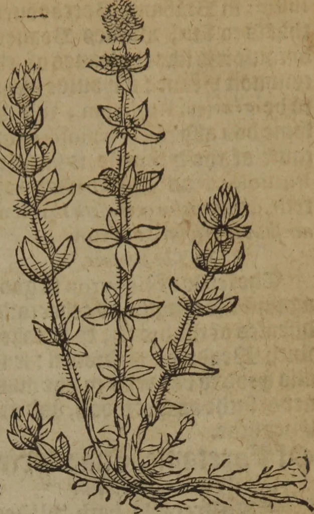 An illustration from A nievve herball, or Historie of plantes : wherein is contayned the whole discourse and perfect description of all sortes of herbes and plantes : their divers & sundry kindes ... and that not onely of those whiche are here growyng in this our countrie of Englande, but of all others also of forrayne realmes commonly used in physicke ; first set foorth in the Doutche or Almaigne tongue, 1578, leaf 568