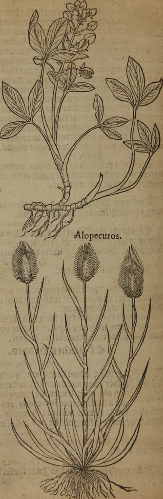An illustration from A nievve herball, or Historie of plantes : wherein is contayned the whole discourse and perfect description of all sortes of herbes and plantes : their divers & sundry kindes ... and that not onely of those whiche are here growyng in this our countrie of Englande, but of all others also of forrayne realmes commonly used in physicke ; first set foorth in the Doutche or Almaigne tongue, 1578, leaf 569
