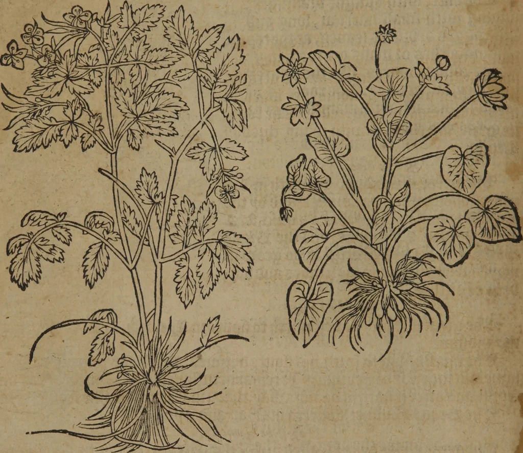 An illustration from A nievve herball, or Historie of plantes : wherein is contayned the whole discourse and perfect description of all sortes of herbes and plantes : their divers & sundry kindes ... and that not onely of those whiche are here growyng in this our countrie of Englande, but of all others also of forrayne realmes commonly used in physicke ; first set foorth in the Doutche or Almaigne tongue, 1578, leaf 57