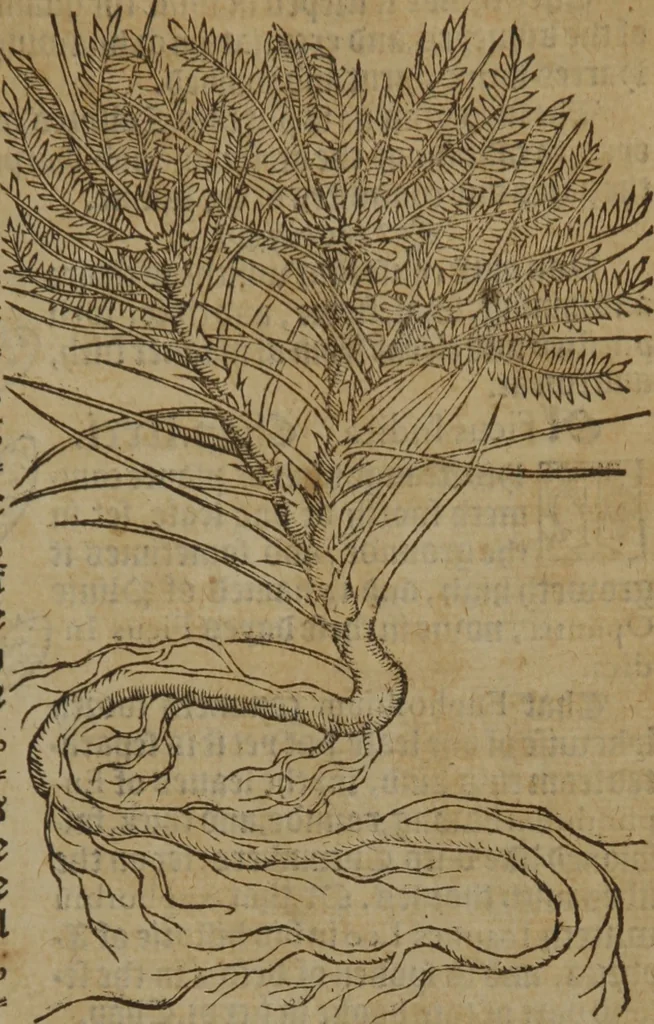 An illustration from A nievve herball, or Historie of plantes : wherein is contayned the whole discourse and perfect description of all sortes of herbes and plantes : their divers & sundry kindes ... and that not onely of those whiche are here growyng in this our countrie of Englande, but of all others also of forrayne realmes commonly used in physicke ; first set foorth in the Doutche or Almaigne tongue, 1578, leaf 570