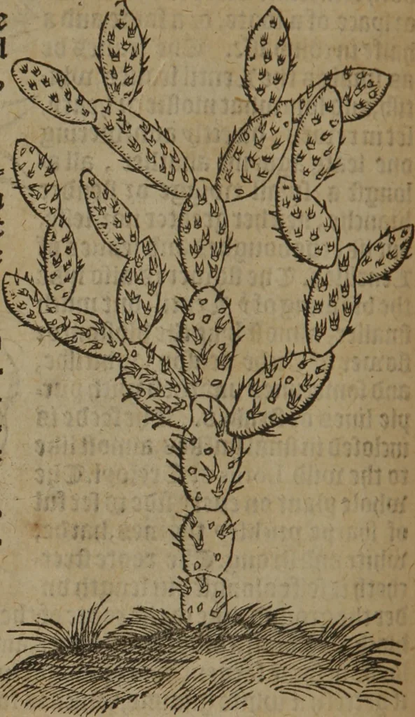 An illustration from A nievve herball, or Historie of plantes : wherein is contayned the whole discourse and perfect description of all sortes of herbes and plantes : their divers & sundry kindes ... and that not onely of those whiche are here growyng in this our countrie of Englande, but of all others also of forrayne realmes commonly used in physicke ; first set foorth in the Doutche or Almaigne tongue, 1578, leaf 571