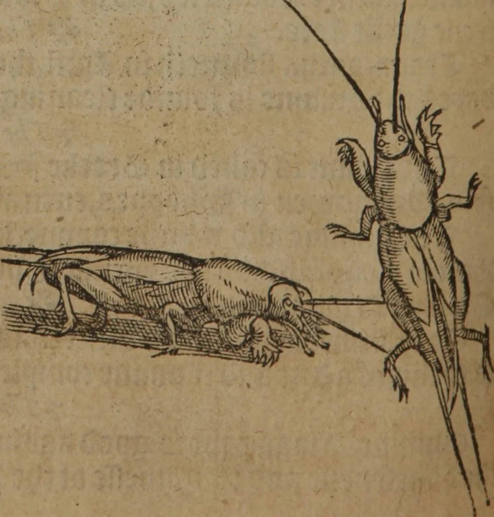 An illustration from A nievve herball, or Historie of plantes : wherein is contayned the whole discourse and perfect description of all sortes of herbes and plantes : their divers & sundry kindes ... and that not onely of those whiche are here growyng in this our countrie of Englande, but of all others also of forrayne realmes commonly used in physicke ; first set foorth in the Doutche or Almaigne tongue, 1578, leaf 571