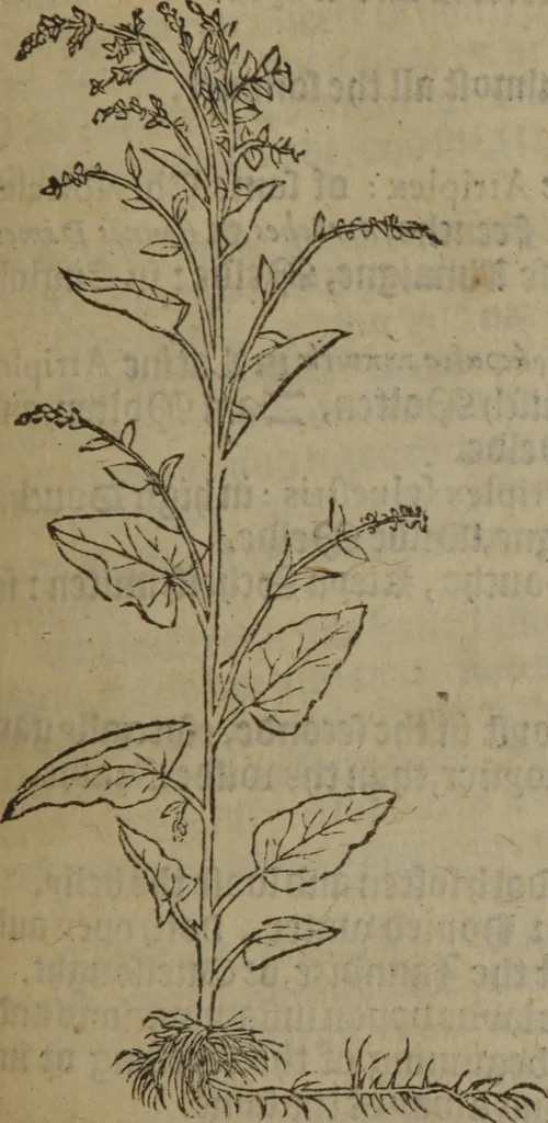 An illustration from A nievve herball, or Historie of plantes : wherein is contayned the whole discourse and perfect description of all sortes of herbes and plantes : their divers & sundry kindes ... and that not onely of those whiche are here growyng in this our countrie of Englande, but of all others also of forrayne realmes commonly used in physicke ; first set foorth in the Doutche or Almaigne tongue, 1578, leaf 572