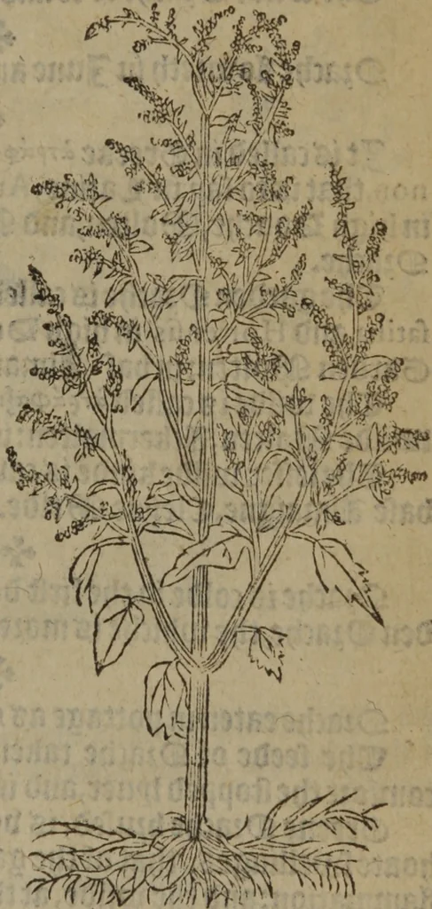 An illustration from A nievve herball, or Historie of plantes : wherein is contayned the whole discourse and perfect description of all sortes of herbes and plantes : their divers & sundry kindes ... and that not onely of those whiche are here growyng in this our countrie of Englande, but of all others also of forrayne realmes commonly used in physicke ; first set foorth in the Doutche or Almaigne tongue, 1578, leaf 572