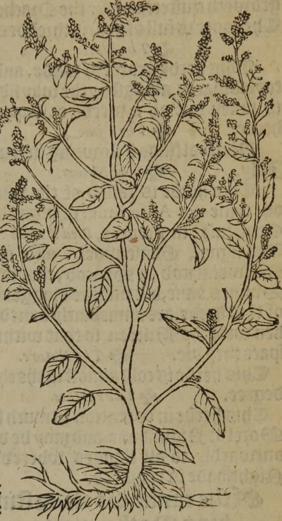 An illustration from A nievve herball, or Historie of plantes : wherein is contayned the whole discourse and perfect description of all sortes of herbes and plantes : their divers & sundry kindes ... and that not onely of those whiche are here growyng in this our countrie of Englande, but of all others also of forrayne realmes commonly used in physicke ; first set foorth in the Doutche or Almaigne tongue, 1578, leaf 574