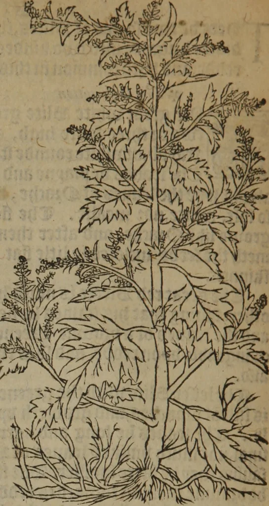 An illustration from A nievve herball, or Historie of plantes : wherein is contayned the whole discourse and perfect description of all sortes of herbes and plantes : their divers & sundry kindes ... and that not onely of those whiche are here growyng in this our countrie of Englande, but of all others also of forrayne realmes commonly used in physicke ; first set foorth in the Doutche or Almaigne tongue, 1578, leaf 575