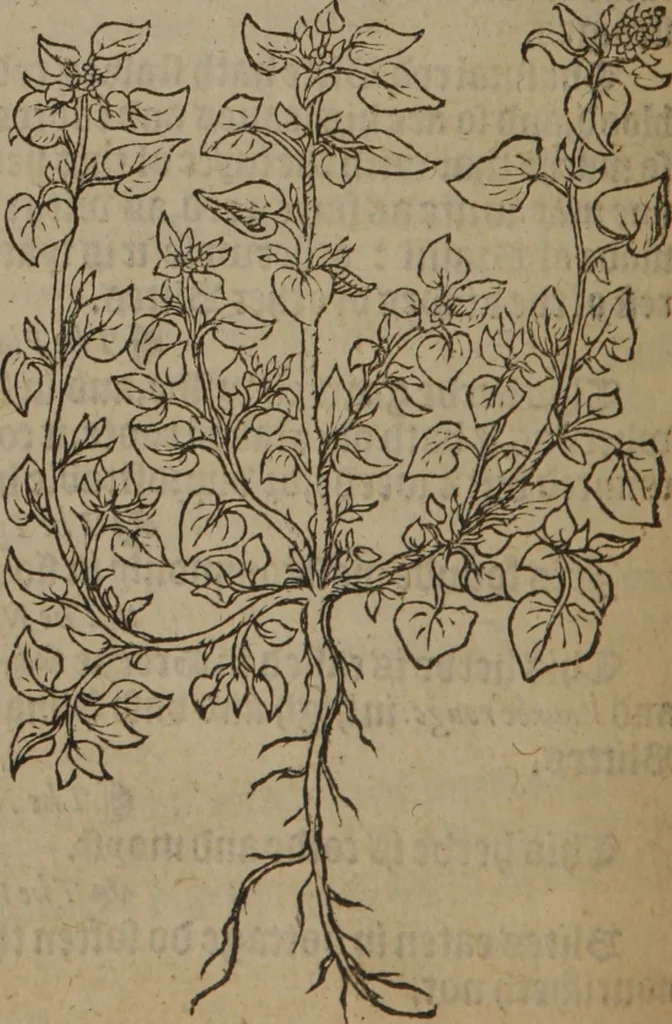 An illustration from A nievve herball, or Historie of plantes : wherein is contayned the whole discourse and perfect description of all sortes of herbes and plantes : their divers & sundry kindes ... and that not onely of those whiche are here growyng in this our countrie of Englande, but of all others also of forrayne realmes commonly used in physicke ; first set foorth in the Doutche or Almaigne tongue, 1578, leaf 575