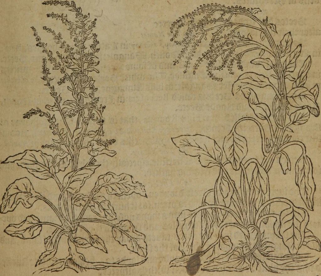 An illustration from A nievve herball, or Historie of plantes : wherein is contayned the whole discourse and perfect description of all sortes of herbes and plantes : their divers & sundry kindes ... and that not onely of those whiche are here growyng in this our countrie of Englande, but of all others also of forrayne realmes commonly used in physicke ; first set foorth in the Doutche or Almaigne tongue, 1578, leaf 576