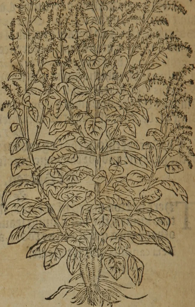 An illustration from A nievve herball, or Historie of plantes : wherein is contayned the whole discourse and perfect description of all sortes of herbes and plantes : their divers & sundry kindes ... and that not onely of those whiche are here growyng in this our countrie of Englande, but of all others also of forrayne realmes commonly used in physicke ; first set foorth in the Doutche or Almaigne tongue, 1578, leaf 577