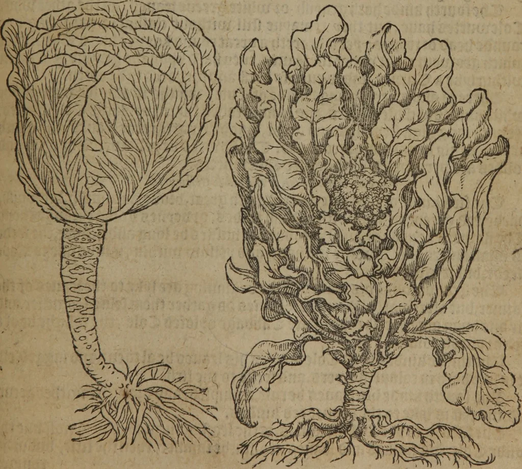 An illustration from A nievve herball, or Historie of plantes : wherein is contayned the whole discourse and perfect description of all sortes of herbes and plantes : their divers & sundry kindes ... and that not onely of those whiche are here growyng in this our countrie of Englande, but of all others also of forrayne realmes commonly used in physicke ; first set foorth in the Doutche or Almaigne tongue, 1578, leaf 578