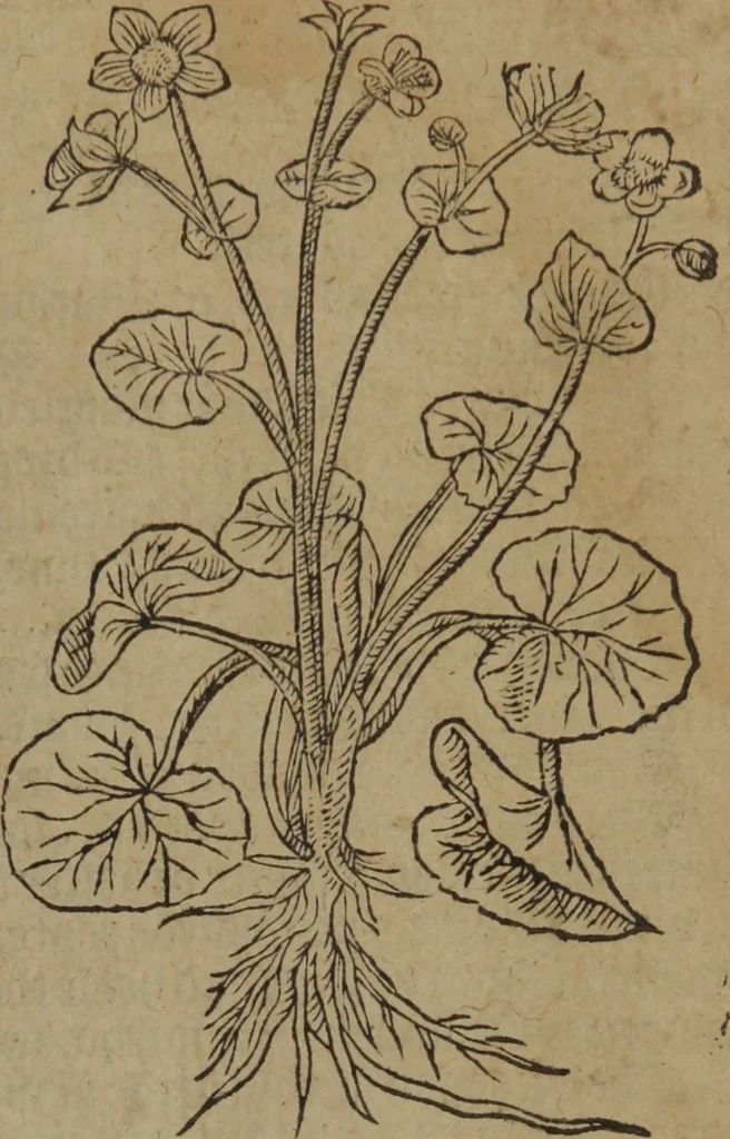 An illustration from A nievve herball, or Historie of plantes : wherein is contayned the whole discourse and perfect description of all sortes of herbes and plantes : their divers & sundry kindes ... and that not onely of those whiche are here growyng in this our countrie of Englande, but of all others also of forrayne realmes commonly used in physicke ; first set foorth in the Doutche or Almaigne tongue, 1578, leaf 58