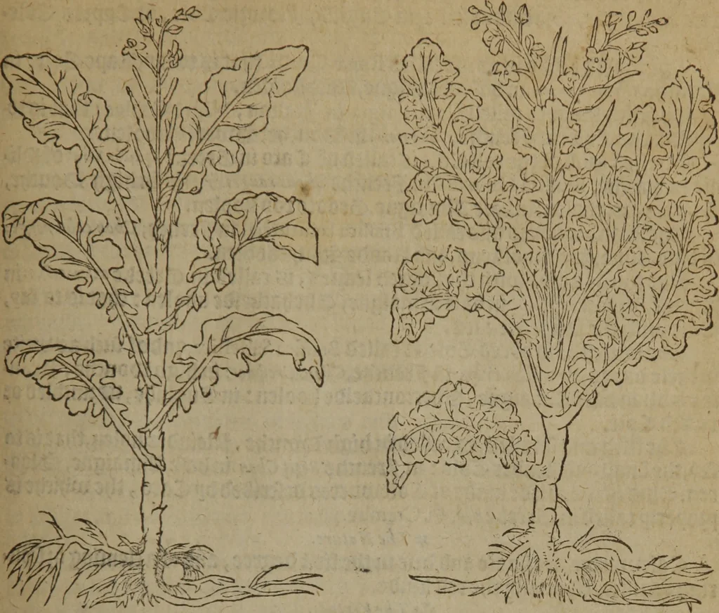 An illustration from A nievve herball, or Historie of plantes : wherein is contayned the whole discourse and perfect description of all sortes of herbes and plantes : their divers & sundry kindes ... and that not onely of those whiche are here growyng in this our countrie of Englande, but of all others also of forrayne realmes commonly used in physicke ; first set foorth in the Doutche or Almaigne tongue, 1578, leaf 580