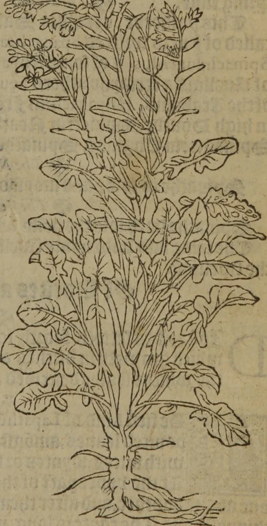 An illustration from A nievve herball, or Historie of plantes : wherein is contayned the whole discourse and perfect description of all sortes of herbes and plantes : their divers & sundry kindes ... and that not onely of those whiche are here growyng in this our countrie of Englande, but of all others also of forrayne realmes commonly used in physicke ; first set foorth in the Doutche or Almaigne tongue, 1578, leaf 582
