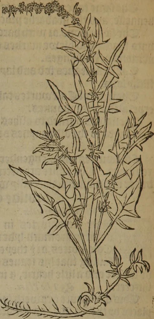 An illustration from A nievve herball, or Historie of plantes : wherein is contayned the whole discourse and perfect description of all sortes of herbes and plantes : their divers & sundry kindes ... and that not onely of those whiche are here growyng in this our countrie of Englande, but of all others also of forrayne realmes commonly used in physicke ; first set foorth in the Doutche or Almaigne tongue, 1578, leaf 583