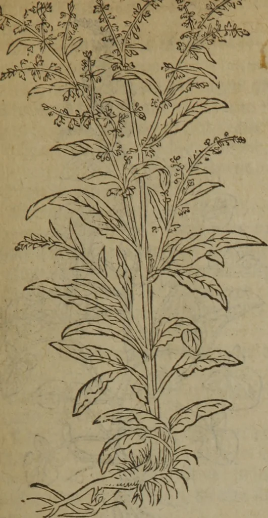 An illustration from A nievve herball, or Historie of plantes : wherein is contayned the whole discourse and perfect description of all sortes of herbes and plantes : their divers & sundry kindes ... and that not onely of those whiche are here growyng in this our countrie of Englande, but of all others also of forrayne realmes commonly used in physicke ; first set foorth in the Doutche or Almaigne tongue, 1578, leaf 584