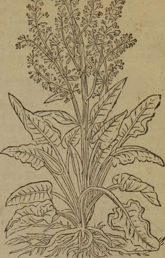 An illustration from A nievve herball, or Historie of plantes : wherein is contayned the whole discourse and perfect description of all sortes of herbes and plantes : their divers & sundry kindes ... and that not onely of those whiche are here growyng in this our countrie of Englande, but of all others also of forrayne realmes commonly used in physicke ; first set foorth in the Doutche or Almaigne tongue, 1578, leaf 584