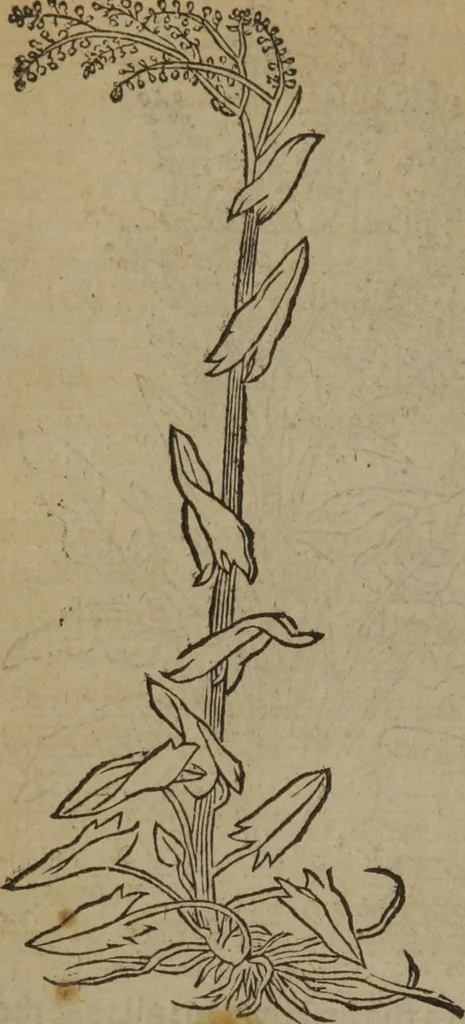 An illustration from A nievve herball, or Historie of plantes : wherein is contayned the whole discourse and perfect description of all sortes of herbes and plantes : their divers & sundry kindes ... and that not onely of those whiche are here growyng in this our countrie of Englande, but of all others also of forrayne realmes commonly used in physicke ; first set foorth in the Doutche or Almaigne tongue, 1578, leaf 585