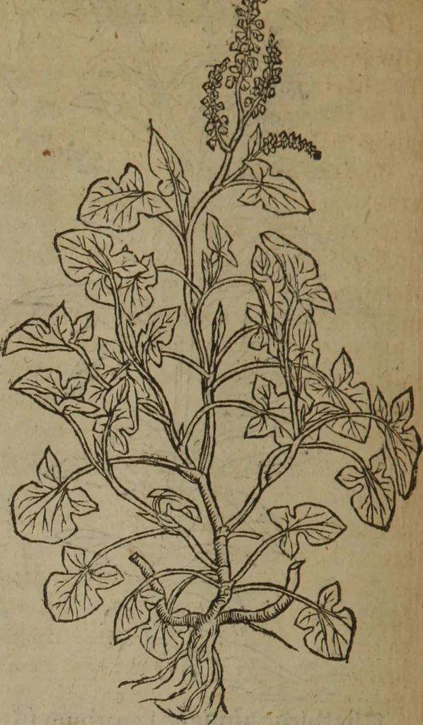 An illustration from A nievve herball, or Historie of plantes : wherein is contayned the whole discourse and perfect description of all sortes of herbes and plantes : their divers & sundry kindes ... and that not onely of those whiche are here growyng in this our countrie of Englande, but of all others also of forrayne realmes commonly used in physicke ; first set foorth in the Doutche or Almaigne tongue, 1578, leaf 585