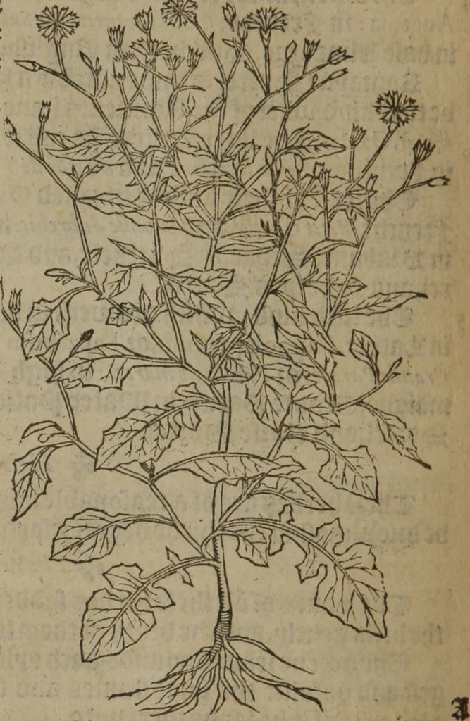 An illustration from A nievve herball, or Historie of plantes : wherein is contayned the whole discourse and perfect description of all sortes of herbes and plantes : their divers & sundry kindes ... and that not onely of those whiche are here growyng in this our countrie of Englande, but of all others also of forrayne realmes commonly used in physicke ; first set foorth in the Doutche or Almaigne tongue, 1578, leaf 587