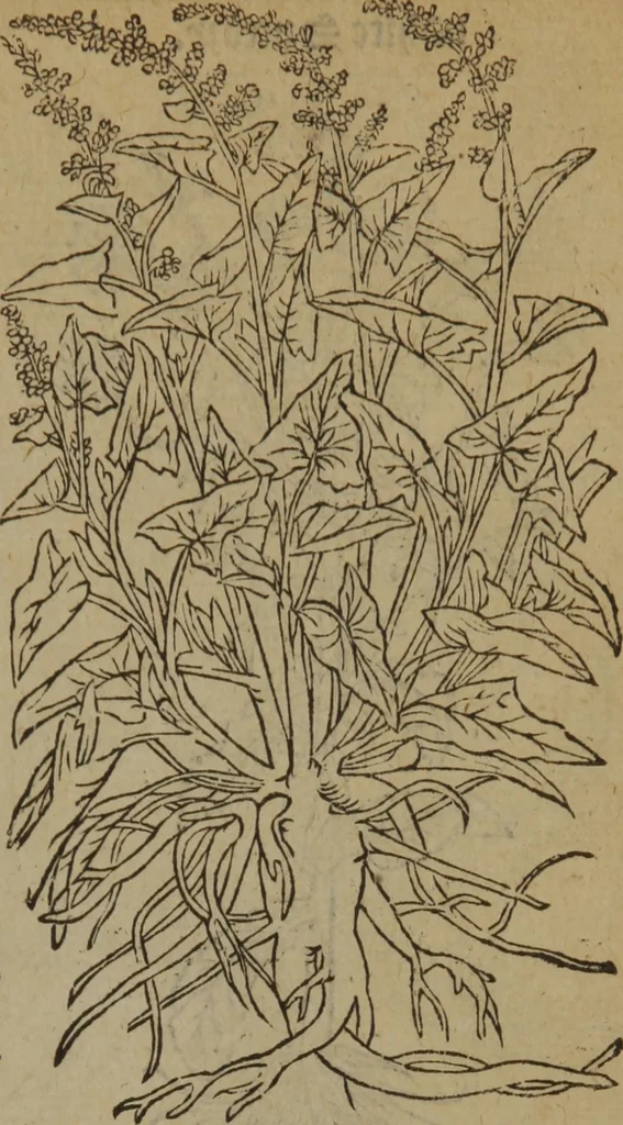 An illustration from A nievve herball, or Historie of plantes : wherein is contayned the whole discourse and perfect description of all sortes of herbes and plantes : their divers & sundry kindes ... and that not onely of those whiche are here growyng in this our countrie of Englande, but of all others also of forrayne realmes commonly used in physicke ; first set foorth in the Doutche or Almaigne tongue, 1578, leaf 588