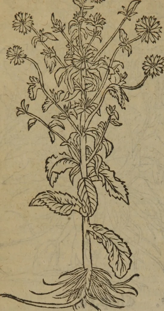 An illustration from A nievve herball, or Historie of plantes : wherein is contayned the whole discourse and perfect description of all sortes of herbes and plantes : their divers & sundry kindes ... and that not onely of those whiche are here growyng in this our countrie of Englande, but of all others also of forrayne realmes commonly used in physicke ; first set foorth in the Doutche or Almaigne tongue, 1578, leaf 589