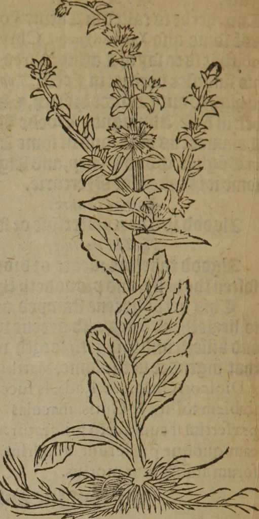 An illustration from A nievve herball, or Historie of plantes : wherein is contayned the whole discourse and perfect description of all sortes of herbes and plantes : their divers & sundry kindes ... and that not onely of those whiche are here growyng in this our countrie of Englande, but of all others also of forrayne realmes commonly used in physicke ; first set foorth in the Doutche or Almaigne tongue, 1578, leaf 589