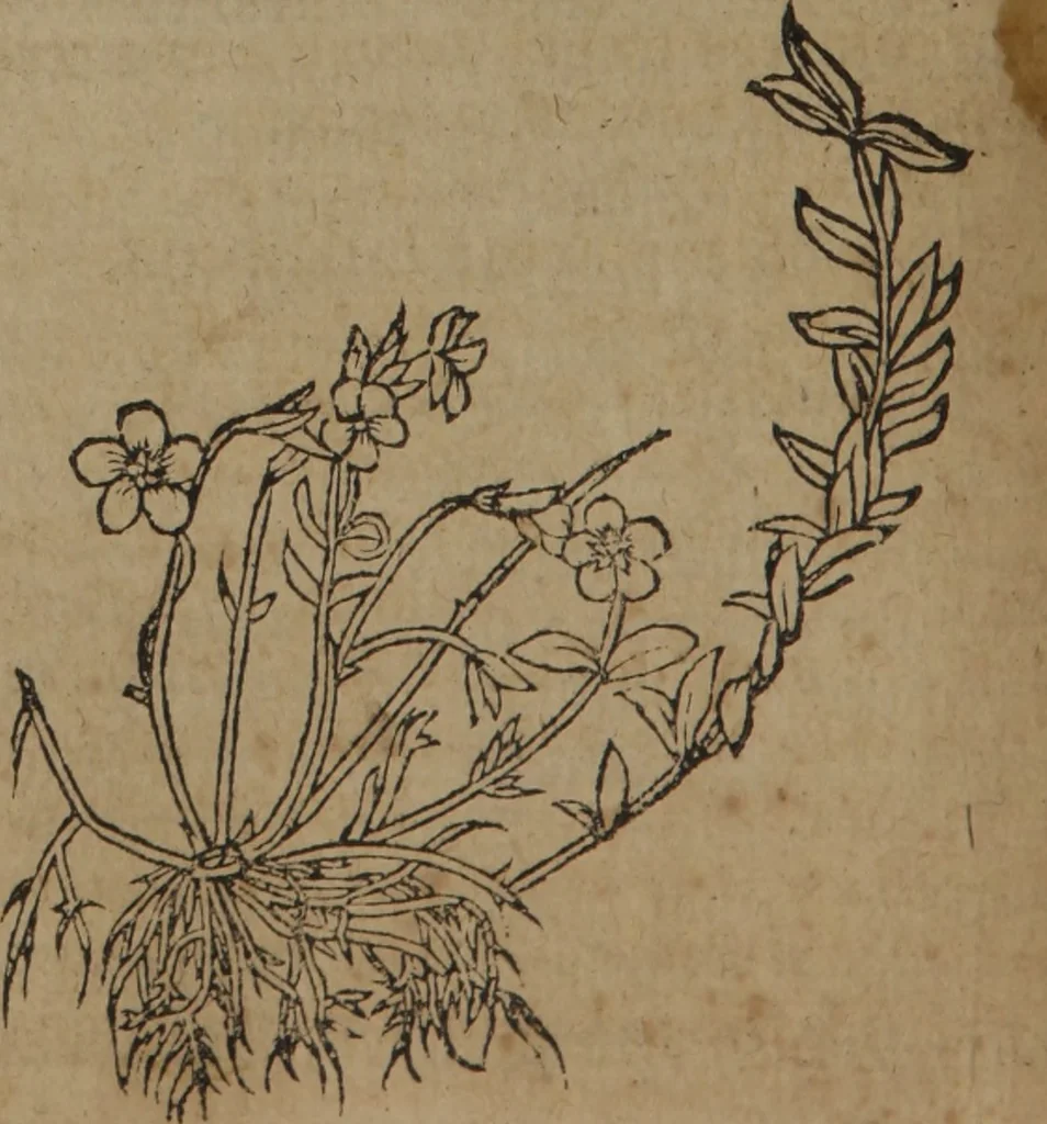 An illustration from A nievve herball, or Historie of plantes : wherein is contayned the whole discourse and perfect description of all sortes of herbes and plantes : their divers & sundry kindes ... and that not onely of those whiche are here growyng in this our countrie of Englande, but of all others also of forrayne realmes commonly used in physicke ; first set foorth in the Doutche or Almaigne tongue, 1578, leaf 59