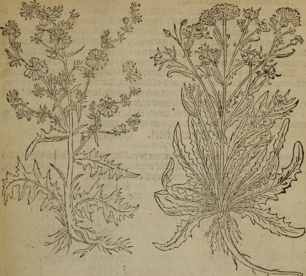 An illustration from A nievve herball, or Historie of plantes : wherein is contayned the whole discourse and perfect description of all sortes of herbes and plantes : their divers & sundry kindes ... and that not onely of those whiche are here growyng in this our countrie of Englande, but of all others also of forrayne realmes commonly used in physicke ; first set foorth in the Doutche or Almaigne tongue, 1578, leaf 590