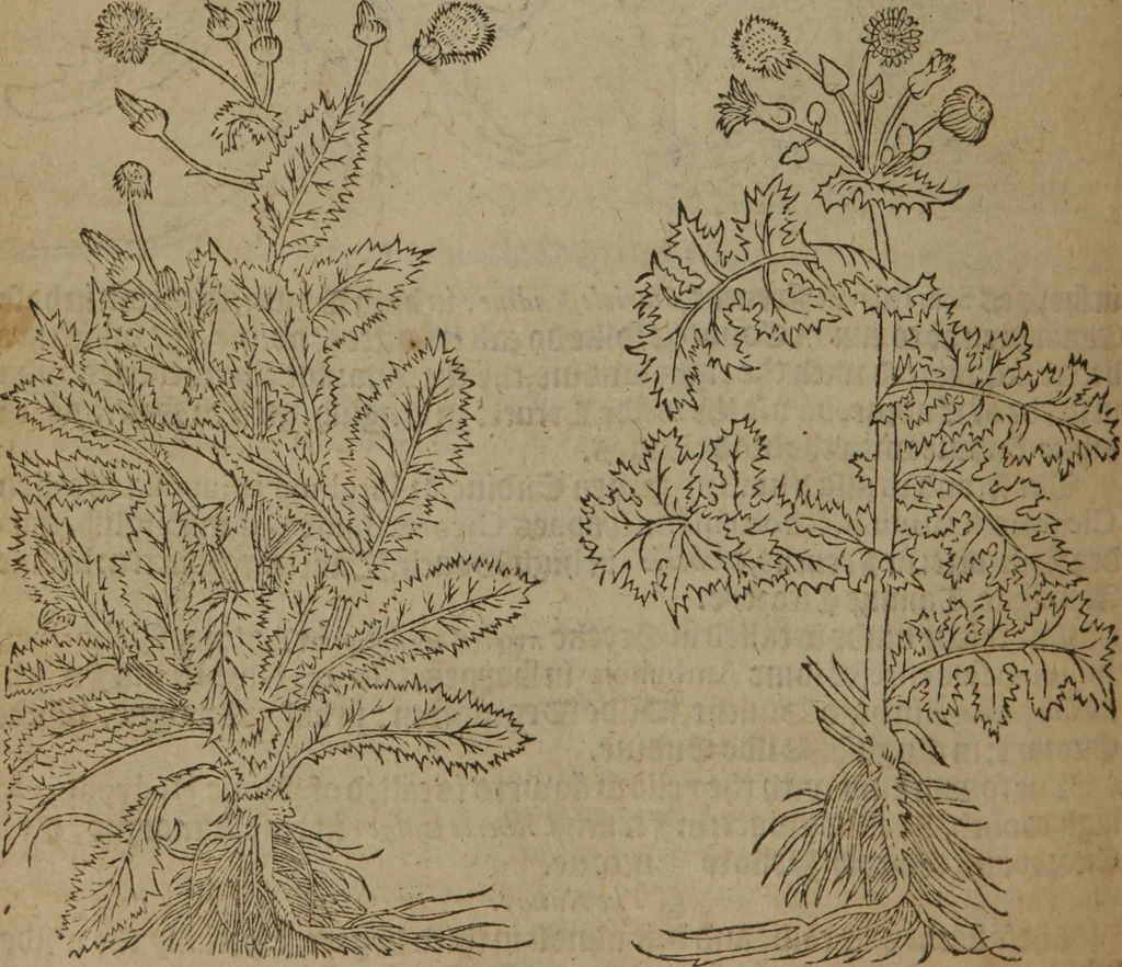 An illustration from A nievve herball, or Historie of plantes : wherein is contayned the whole discourse and perfect description of all sortes of herbes and plantes : their divers & sundry kindes ... and that not onely of those whiche are here growyng in this our countrie of Englande, but of all others also of forrayne realmes commonly used in physicke ; first set foorth in the Doutche or Almaigne tongue, 1578, leaf 591
