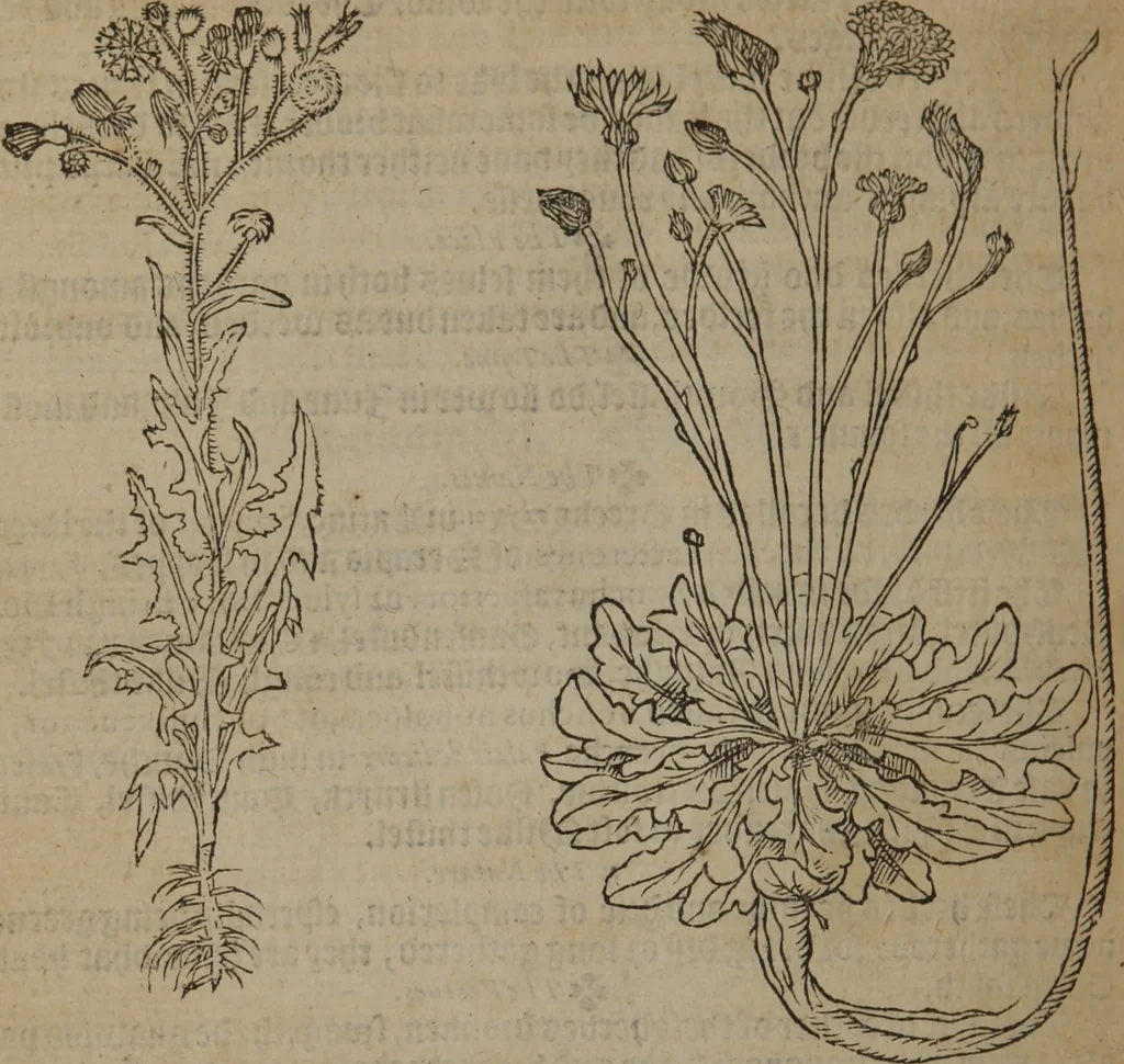 An illustration from A nievve herball, or Historie of plantes : wherein is contayned the whole discourse and perfect description of all sortes of herbes and plantes : their divers & sundry kindes ... and that not onely of those whiche are here growyng in this our countrie of Englande, but of all others also of forrayne realmes commonly used in physicke ; first set foorth in the Doutche or Almaigne tongue, 1578, leaf 593