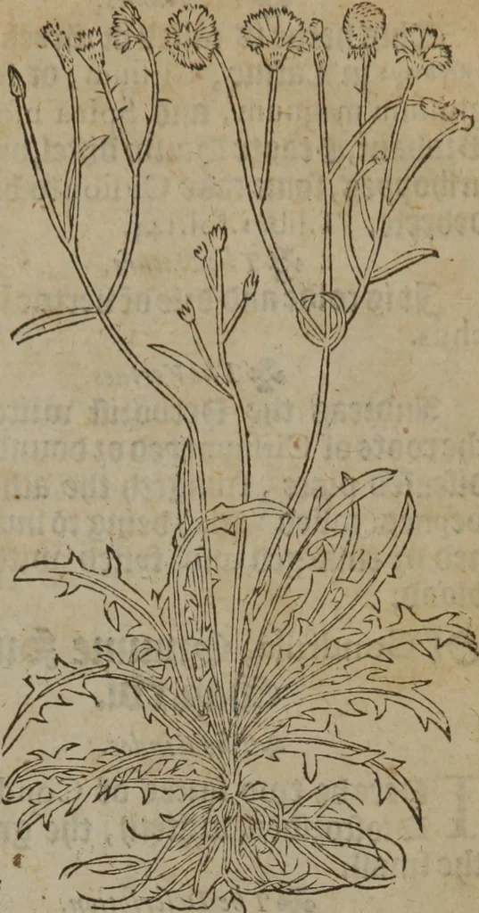 An illustration from A nievve herball, or Historie of plantes : wherein is contayned the whole discourse and perfect description of all sortes of herbes and plantes : their divers & sundry kindes ... and that not onely of those whiche are here growyng in this our countrie of Englande, but of all others also of forrayne realmes commonly used in physicke ; first set foorth in the Doutche or Almaigne tongue, 1578, leaf 594