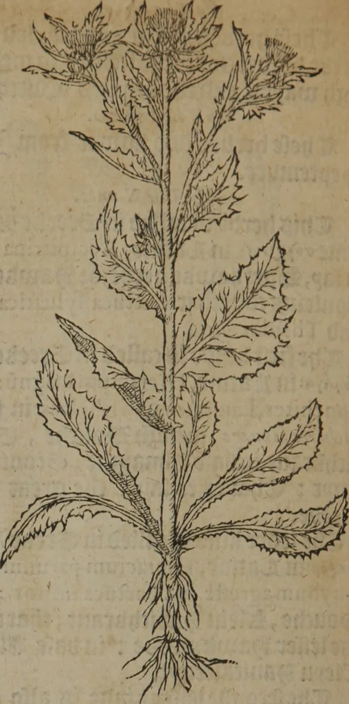 An illustration from A nievve herball, or Historie of plantes : wherein is contayned the whole discourse and perfect description of all sortes of herbes and plantes : their divers & sundry kindes ... and that not onely of those whiche are here growyng in this our countrie of Englande, but of all others also of forrayne realmes commonly used in physicke ; first set foorth in the Doutche or Almaigne tongue, 1578, leaf 595