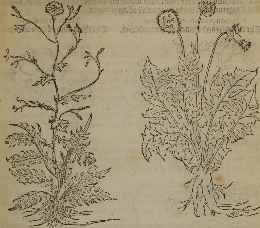 An illustration from A nievve herball, or Historie of plantes : wherein is contayned the whole discourse and perfect description of all sortes of herbes and plantes : their divers & sundry kindes ... and that not onely of those whiche are here growyng in this our countrie of Englande, but of all others also of forrayne realmes commonly used in physicke ; first set foorth in the Doutche or Almaigne tongue, 1578, leaf 596