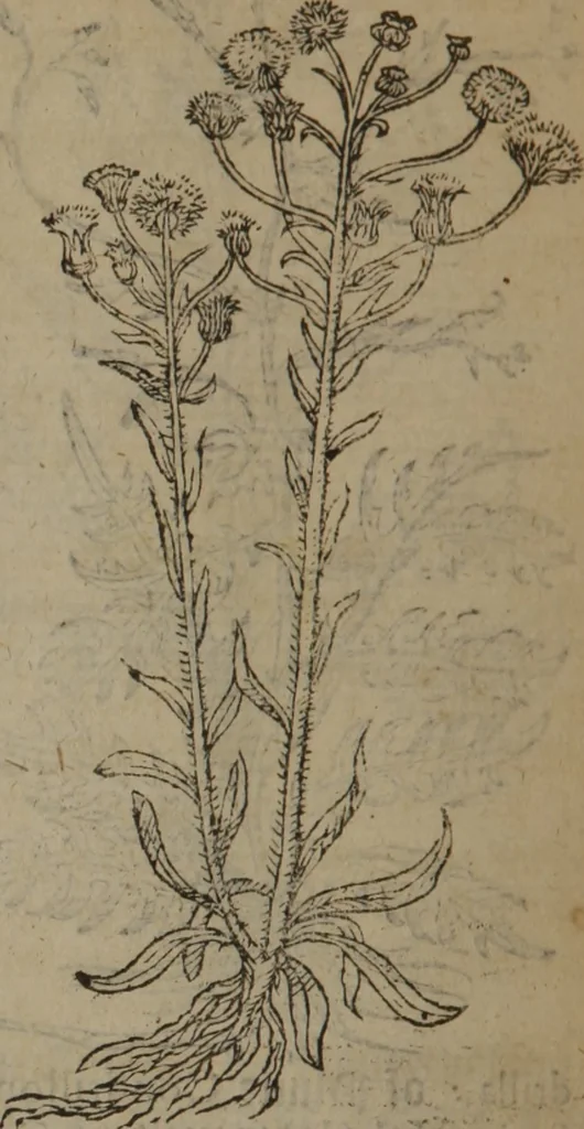 An illustration from A nievve herball, or Historie of plantes : wherein is contayned the whole discourse and perfect description of all sortes of herbes and plantes : their divers & sundry kindes ... and that not onely of those whiche are here growyng in this our countrie of Englande, but of all others also of forrayne realmes commonly used in physicke ; first set foorth in the Doutche or Almaigne tongue, 1578, leaf 597