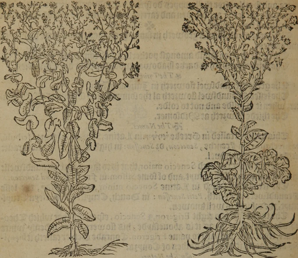 An illustration from A nievve herball, or Historie of plantes : wherein is contayned the whole discourse and perfect description of all sortes of herbes and plantes : their divers & sundry kindes ... and that not onely of those whiche are here growyng in this our countrie of Englande, but of all others also of forrayne realmes commonly used in physicke ; first set foorth in the Doutche or Almaigne tongue, 1578, leaf 599