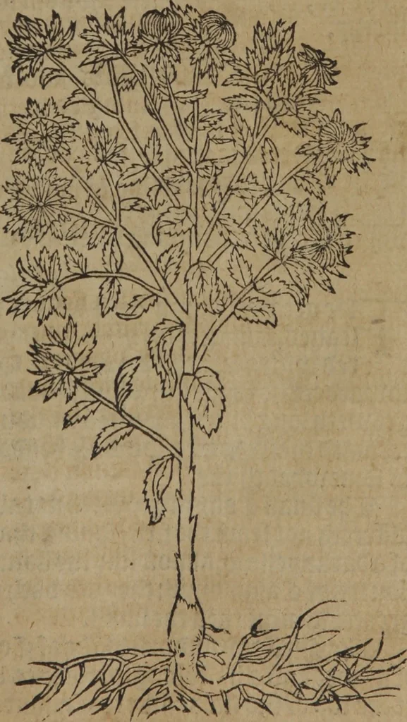 An illustration from A nievve herball, or Historie of plantes : wherein is contayned the whole discourse and perfect description of all sortes of herbes and plantes : their divers & sundry kindes ... and that not onely of those whiche are here growyng in this our countrie of Englande, but of all others also of forrayne realmes commonly used in physicke ; first set foorth in the Doutche or Almaigne tongue, 1578, leaf 60