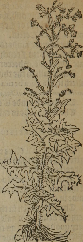 An illustration from A nievve herball, or Historie of plantes : wherein is contayned the whole discourse and perfect description of all sortes of herbes and plantes : their divers & sundry kindes ... and that not onely of those whiche are here growyng in this our countrie of Englande, but of all others also of forrayne realmes commonly used in physicke ; first set foorth in the Doutche or Almaigne tongue, 1578, leaf 601