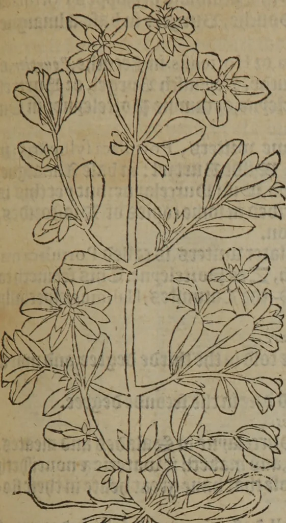 An illustration from A nievve herball, or Historie of plantes : wherein is contayned the whole discourse and perfect description of all sortes of herbes and plantes : their divers & sundry kindes ... and that not onely of those whiche are here growyng in this our countrie of Englande, but of all others also of forrayne realmes commonly used in physicke ; first set foorth in the Doutche or Almaigne tongue, 1578, leaf 602