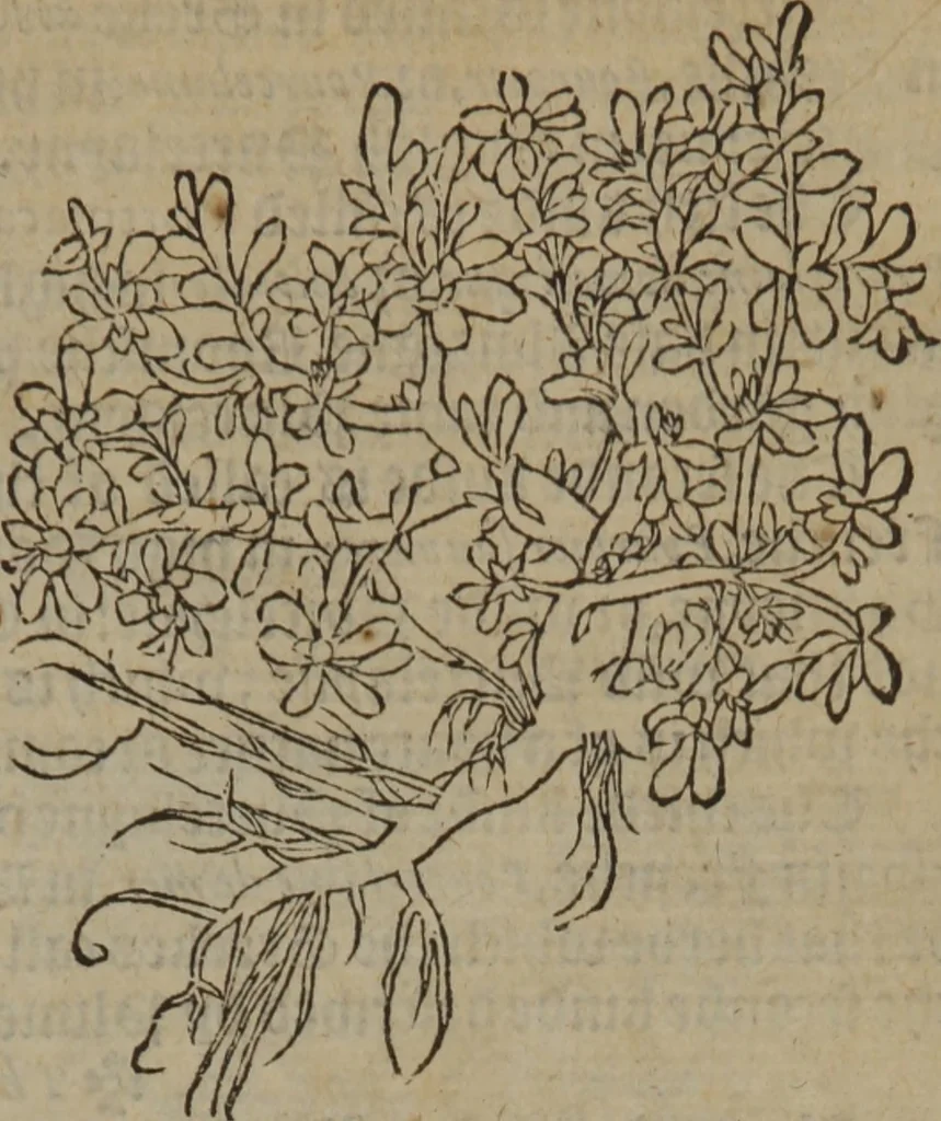 An illustration from A nievve herball, or Historie of plantes : wherein is contayned the whole discourse and perfect description of all sortes of herbes and plantes : their divers & sundry kindes ... and that not onely of those whiche are here growyng in this our countrie of Englande, but of all others also of forrayne realmes commonly used in physicke ; first set foorth in the Doutche or Almaigne tongue, 1578, leaf 602