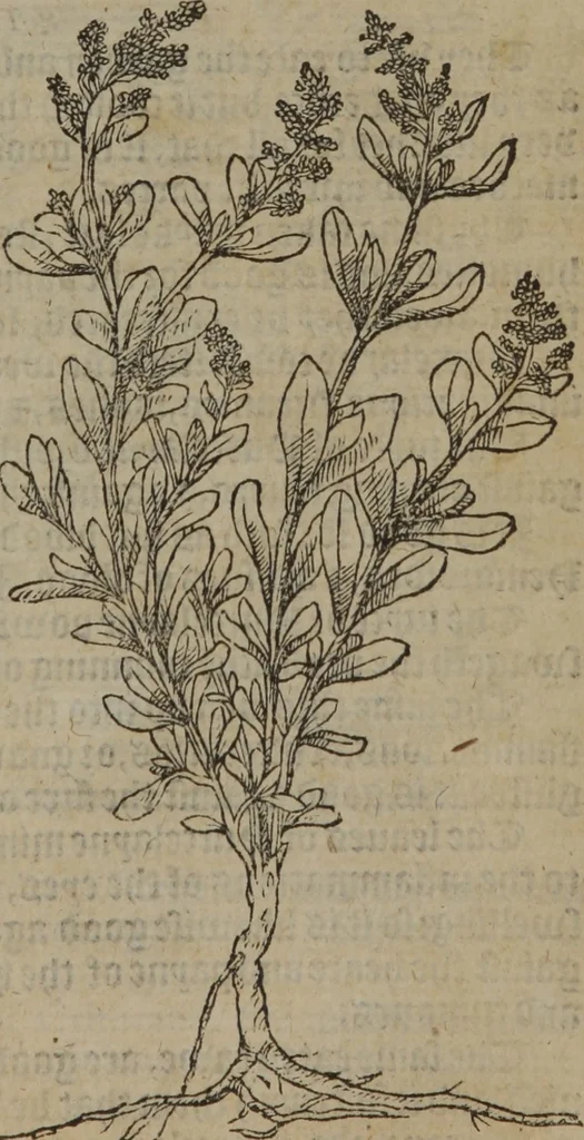 An illustration from A nievve herball, or Historie of plantes : wherein is contayned the whole discourse and perfect description of all sortes of herbes and plantes : their divers & sundry kindes ... and that not onely of those whiche are here growyng in this our countrie of Englande, but of all others also of forrayne realmes commonly used in physicke ; first set foorth in the Doutche or Almaigne tongue, 1578, leaf 602