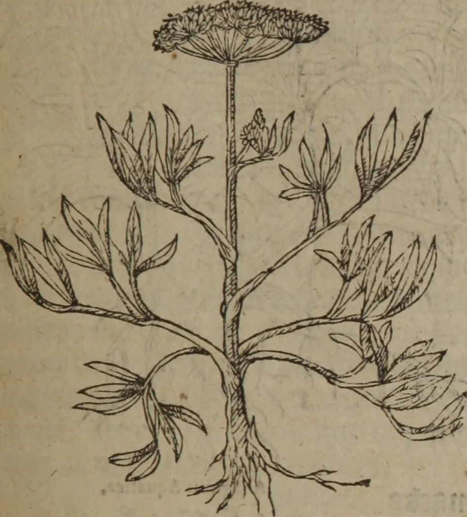 An illustration from A nievve herball, or Historie of plantes : wherein is contayned the whole discourse and perfect description of all sortes of herbes and plantes : their divers & sundry kindes ... and that not onely of those whiche are here growyng in this our countrie of Englande, but of all others also of forrayne realmes commonly used in physicke ; first set foorth in the Doutche or Almaigne tongue, 1578, leaf 604