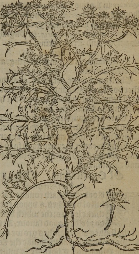 An illustration from A nievve herball, or Historie of plantes : wherein is contayned the whole discourse and perfect description of all sortes of herbes and plantes : their divers & sundry kindes ... and that not onely of those whiche are here growyng in this our countrie of Englande, but of all others also of forrayne realmes commonly used in physicke ; first set foorth in the Doutche or Almaigne tongue, 1578, leaf 604