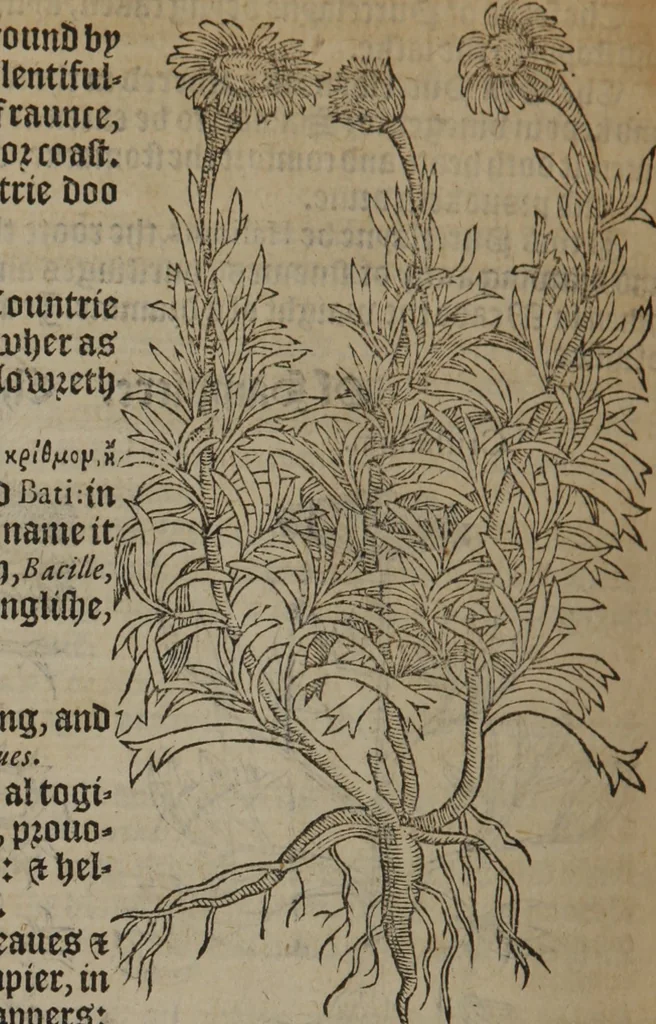 An illustration from A nievve herball, or Historie of plantes : wherein is contayned the whole discourse and perfect description of all sortes of herbes and plantes : their divers & sundry kindes ... and that not onely of those whiche are here growyng in this our countrie of Englande, but of all others also of forrayne realmes commonly used in physicke ; first set foorth in the Doutche or Almaigne tongue, 1578, leaf 605