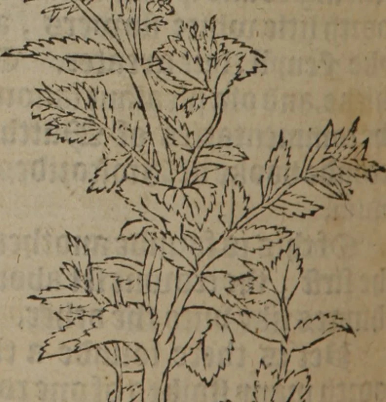 An illustration from A nievve herball, or Historie of plantes : wherein is contayned the whole discourse and perfect description of all sortes of herbes and plantes : their divers & sundry kindes ... and that not onely of those whiche are here growyng in this our countrie of Englande, but of all others also of forrayne realmes commonly used in physicke ; first set foorth in the Doutche or Almaigne tongue, 1578, leaf 605