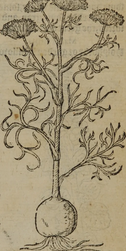 An illustration from A nievve herball, or Historie of plantes : wherein is contayned the whole discourse and perfect description of all sortes of herbes and plantes : their divers & sundry kindes ... and that not onely of those whiche are here growyng in this our countrie of Englande, but of all others also of forrayne realmes commonly used in physicke ; first set foorth in the Doutche or Almaigne tongue, 1578, leaf 606